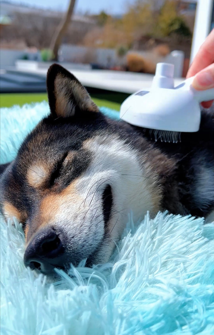 Toilette ton animal en 10 minutes